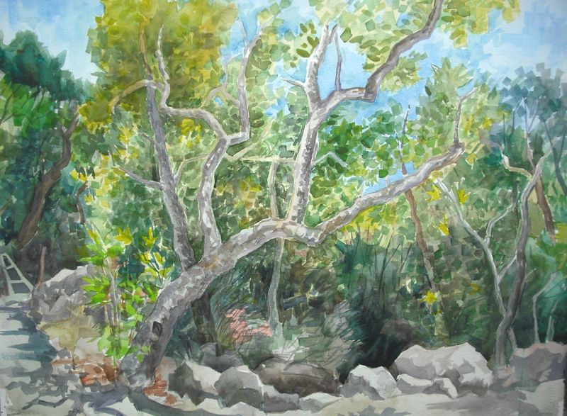 C0103 Sycamores - 30x22